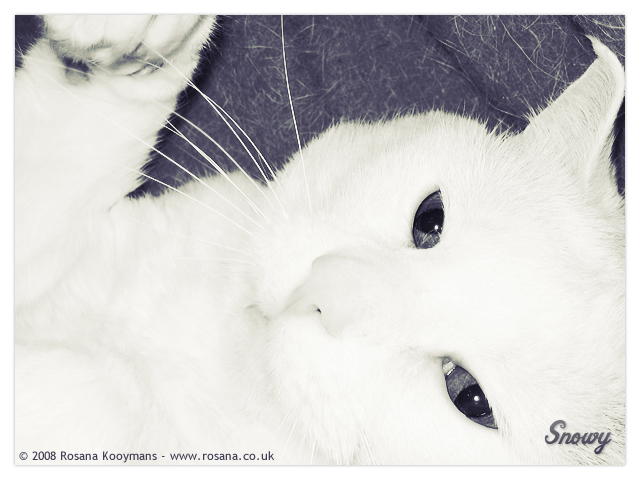 Snowy